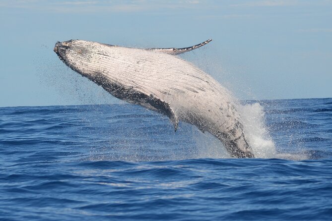 1.5-Hour Guided Whale Watching Tour - Key points to know before booking