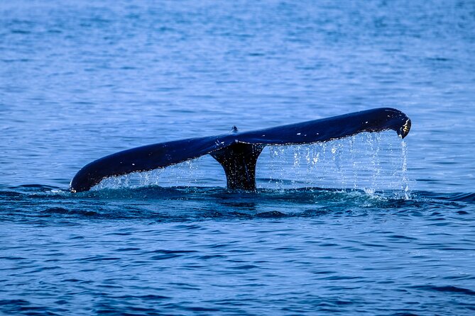 1.5-Hour Guided Whale Watching Tour - A small boat with a big-water feel