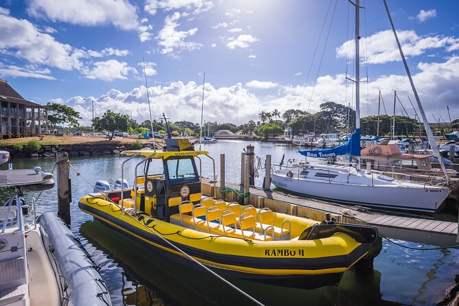 1.5-Hour Guided Whale Watching Tour - What you might see beyond the whales