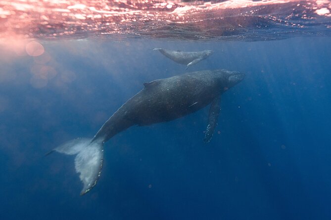 1.5-Hour Guided Whale Watching Tour - Rough water, spray, and the physical demands