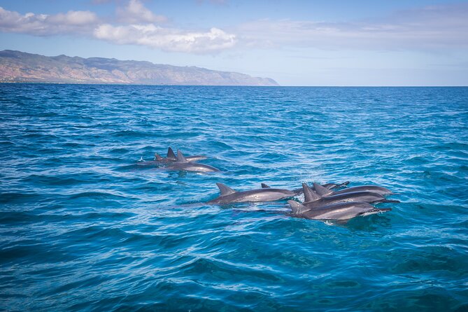 1.5-Hour Guided Whale Watching Tour - Waimea Bay and the North Shore surf coast