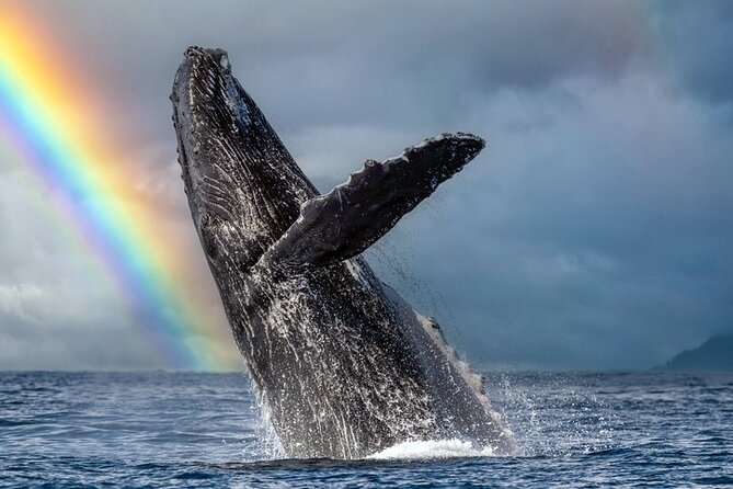 1.5 Hour Waikiki Whale Watching with E Sea Diver (Shuttle Option) - Quick takeaways before you book