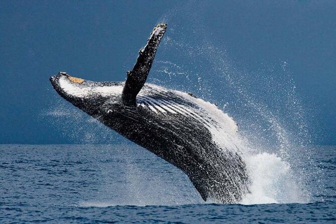 1.5 Hour Waikiki Whale Watching with E Sea Diver (Shuttle Option) - A short Honolulu cruise with a real chance of whales