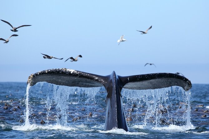 1.5 Hour Waikiki Whale Watching with E Sea Diver (Shuttle Option) - Searching for humpback whales offshore