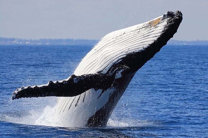 1.5 Hour Waikiki Whale Watching with E Sea Diver (Shuttle Option) - Wildlife beyond the whales