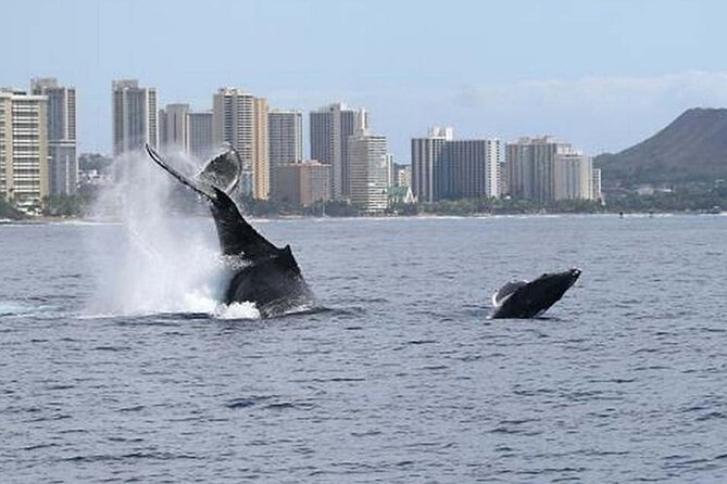 1.5 Hour Waikiki Whale Watching with E Sea Diver (Shuttle Option) - Snacks, shade, and comfort on the catamaran