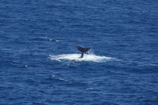1.5 Hour Waikiki Whale Watching with E Sea Diver (Shuttle Option) - The $29 price and what you really receive