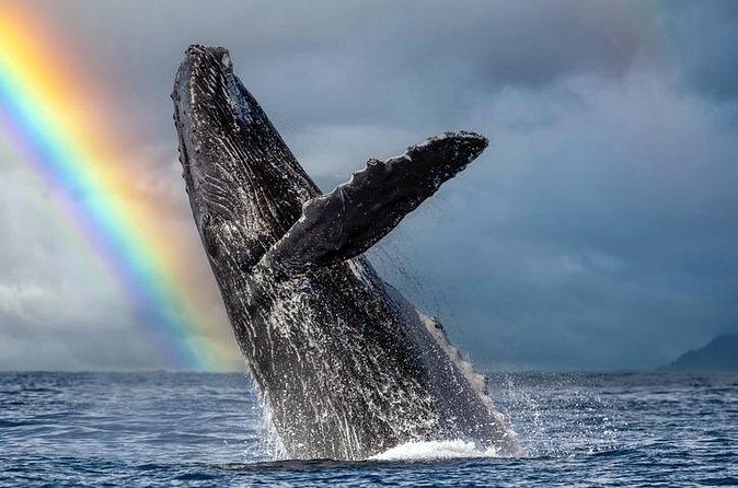 1.5 Hour Waikiki Whale Watching with E Sea Diver (Shuttle Option) - Timing your trip around whale season
