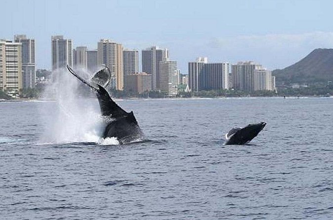 1.5 Hour Waikiki Whale Watching with E Sea Diver (Shuttle Option) - How the no-whale policy works in real life