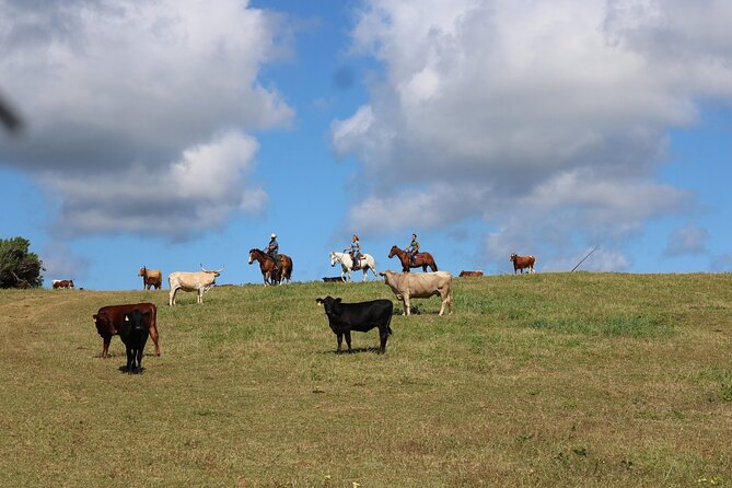 1 Hour Scenic Horseback Ride - Why beginners and families tend to fit well