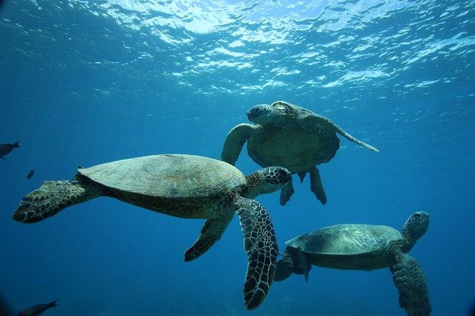 12pm Turtle Canyon Snorkel Adventure - Key points to know before you book