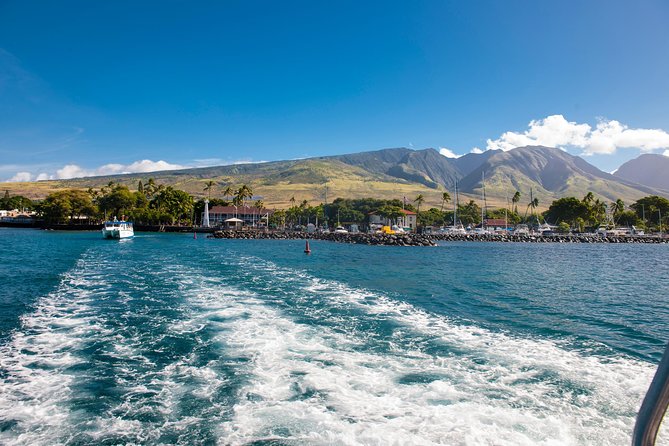 2-Hour Oahu Whale Watch from Ala Wai Harbor, Waikiki - What else might appear beside the boat