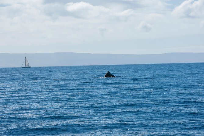 2-Hour Oahu Whale Watch from Ala Wai Harbor, Waikiki - The crew makes a real difference
