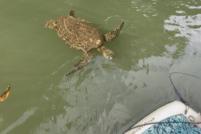 2 hour tandem kayak rental at our private launch area in Hale'iwa - Watching for sea turtles without disturbing them
