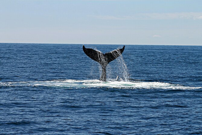 2 Hour Waikiki Whale Watching Cruise from Oahu - What the $40 price really covers