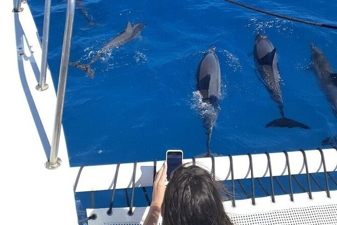 2 Hour Waikiki Whale Watching in Honolulu - How the crew helps you spot whales