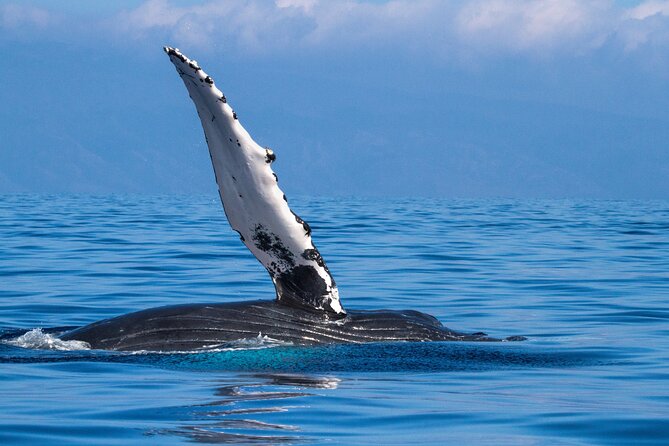 2 Hour Waikiki Whale Watching in Honolulu - The whale search and what you may actually see