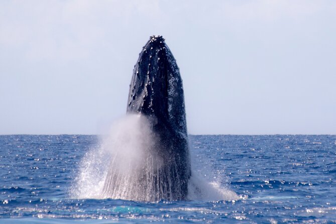 2 Hour Waikiki Whale Watching in Honolulu - Dolphins, turtles, and the wider ocean view