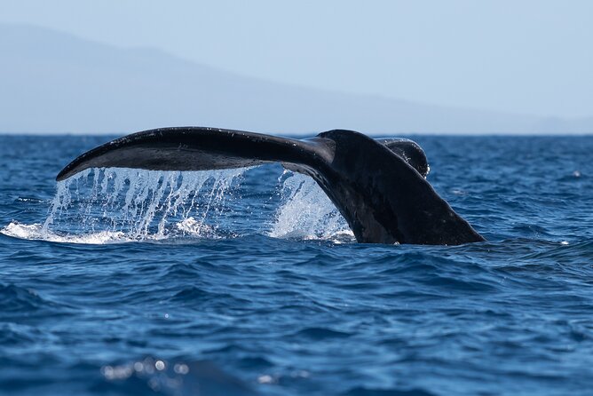 2 Hour Waikiki Whale Watching in Honolulu - Is $79 a fair price?