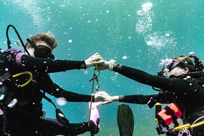 2 Tank Private SCUBA Party Diving Charter from Waikiki Hawaii - What you may see below the surface