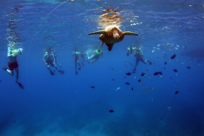 3 Zipline Adventure and 3.5 hour Afternoon Snorkel Cruise - A Hawaiian buffet that earns its place