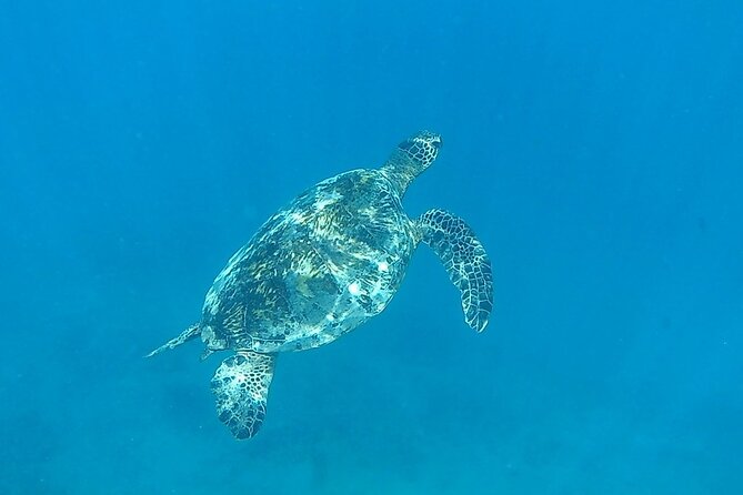 9am Turtle Canyon Snorkel Adventure - Currents, visibility, and the swimming effort