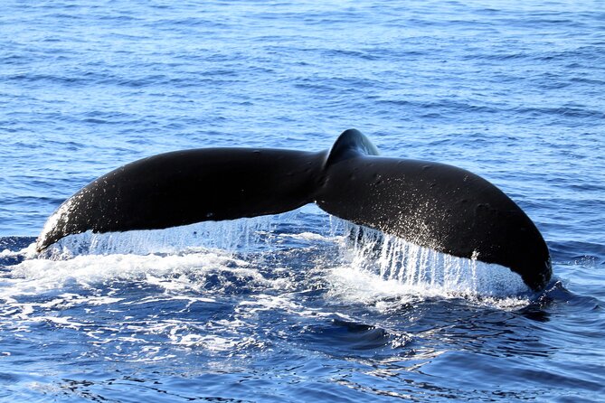 All-Inclusive Sunset Dolphin Watch and Snorkeling Cruise - A West Oahu Evening Built Around Sunset