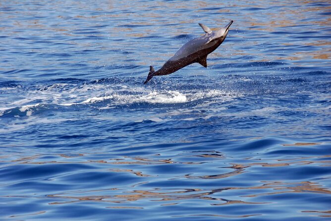 All-Inclusive Sunset Dolphin Watch and Snorkeling Cruise - Beer, Wine, Cocktails, Soda, and Water
