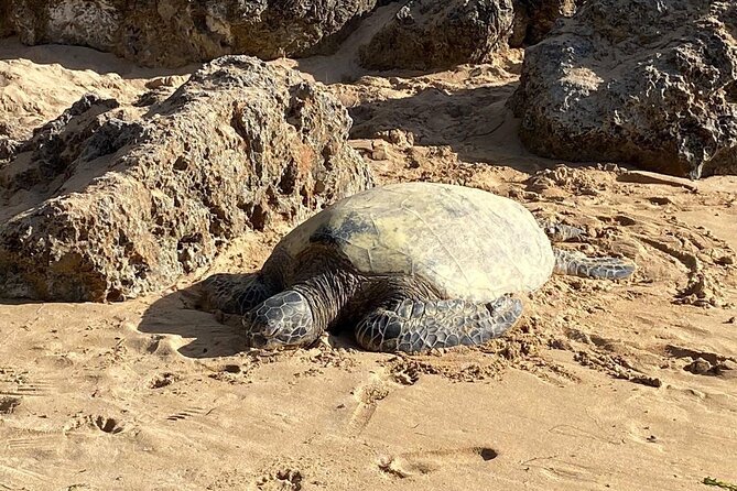 Beaches, Food & Aloha: Private Oahu Tour - Key points at a glance