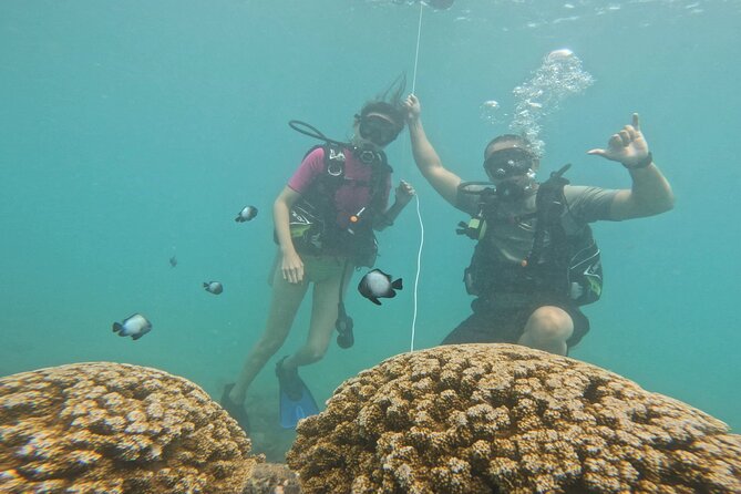 Beginner Scuba Diving Experience with Video Package in Honolulu - Who will enjoy this most