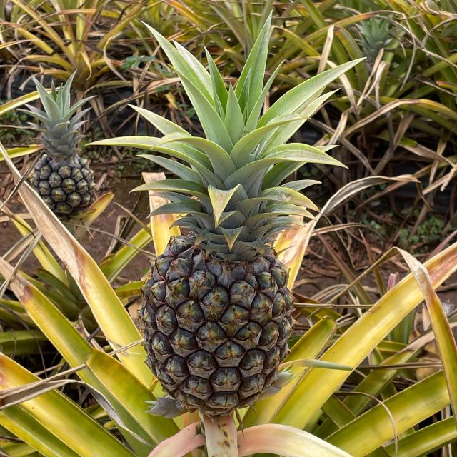 Best of Oahu in One Day - Lunch in the North Shore and Haleiwa treats