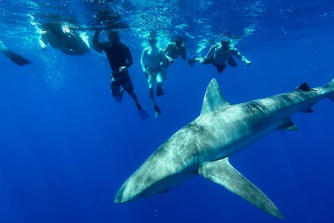 Cage-Free Shark Swim from Oahu - From Haleiwa Harbor to the North Shore shark grounds
