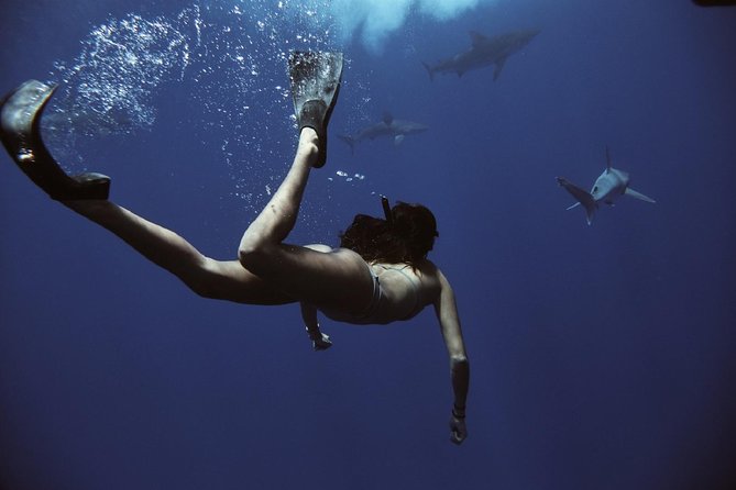 Cage-Free Shark Swim from Oahu - About 30 minutes swimming with sharks