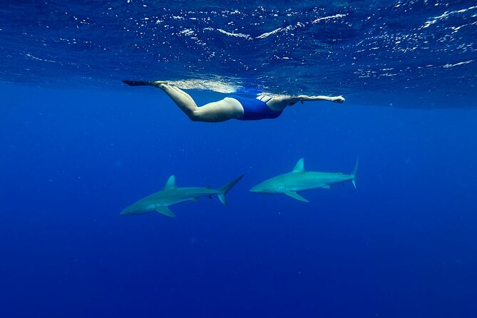 Cage-Free Shark Swim from Oahu - The strongest value: a small group and included media