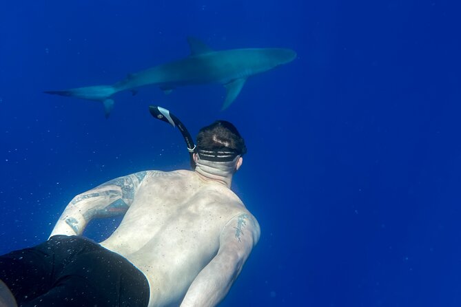 Cage-Free Shark Swim from Oahu - Why Haleiwa makes a good base