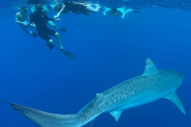 Cage-Free Shark Swim from Oahu - Who will enjoy this most