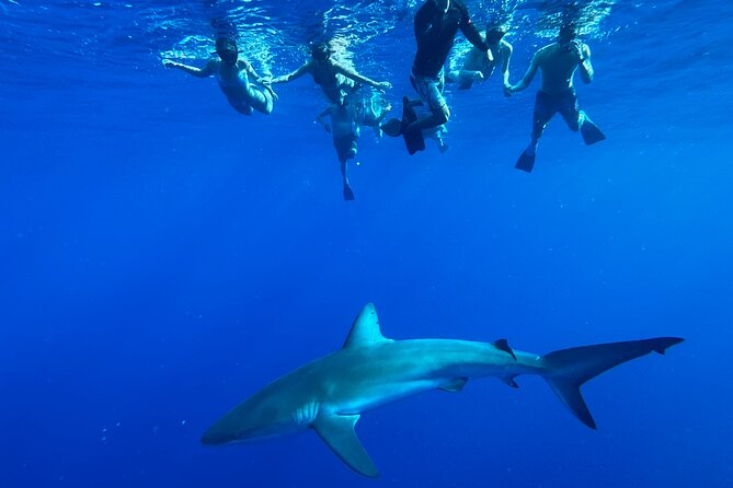 Cage-Free Shark Swim from Oahu - A safety briefing before you enter the water