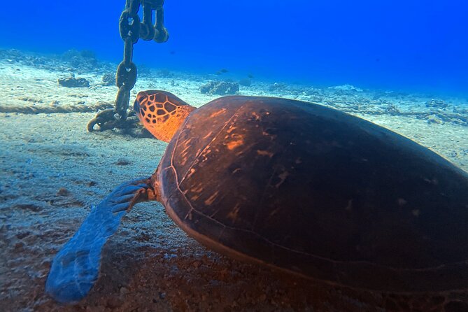 Certified Diver: 2-Tank Deep Wreck and Shallow Reef Dive Off Oahu - Comfort, Weather, and Fitness