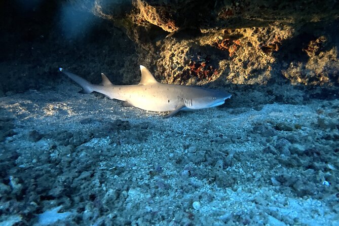 Certified Diver: 2-Tank Deep Wreck and Shallow Reef Dive Off Oahu - Who Will Get the Most From This Outing