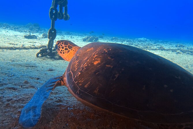 Certified Diver: 2-Tank Night Dive - The second session, when the reef starts moving