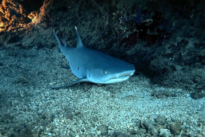 Certified Diver: 2-Tank Night Dive - The crew and the value of guided support