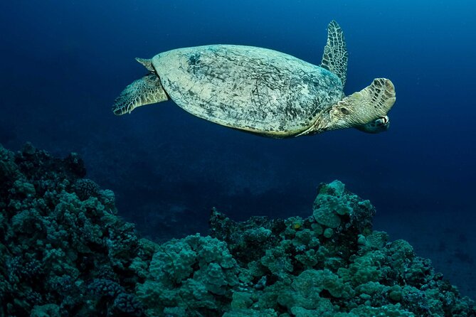 Certified Diver: 2-Tank Night Dive - The first session, a twilight look at Oahu’s wrecks and reefs