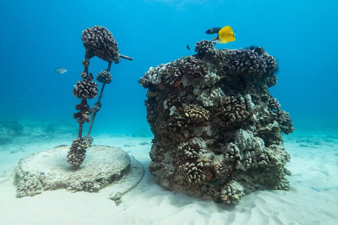 Certified Diver: 2-Tank Shallow Reef Dives off Oahu - Managing seasickness, temperature, and timing