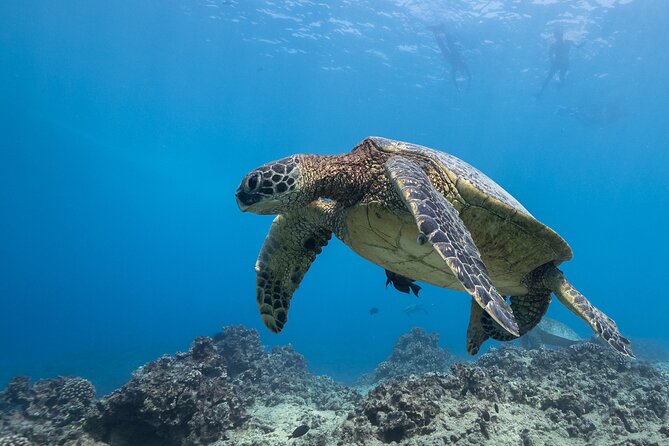 Certified Diver: 2-Tank Shallow Reef Dives off Oahu - Who will get the most from this experience
