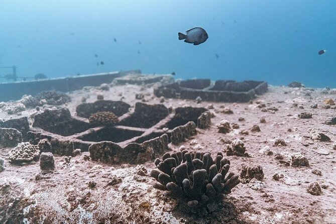 Certified Divers: Best 2-Tank Wrecks & Reef Boat Dive All Inclusive From Waikiki - What the crew and equipment add