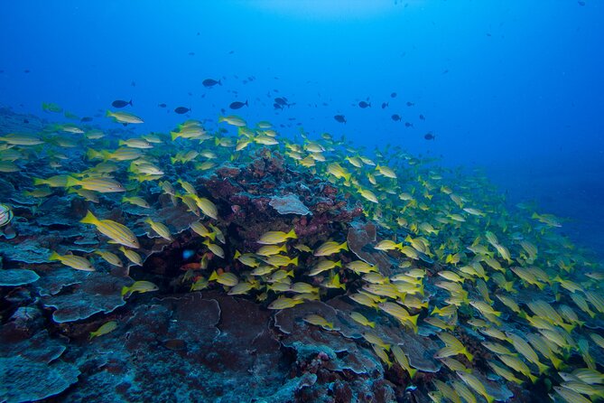 Certified Scuba Diving Along Two Shallow Reef Sites - Two shallow reefs make a gentle first Oahu outing