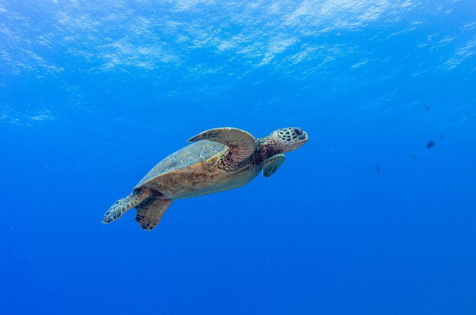 Certified Scuba Diving Along Two Shallow Reef Sites - Equipment, fitness, and comfort