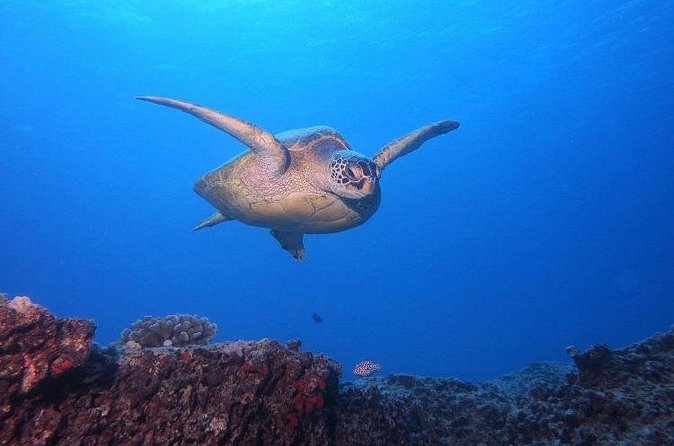 Certified Scuba Diving Along Two Shallow Reef Sites - Who will get the most from this charter