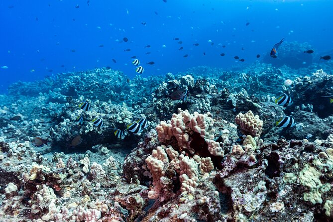 Certified Scuba Diving Along Two Shallow Reef Sites - How the boat group affects your time underwater