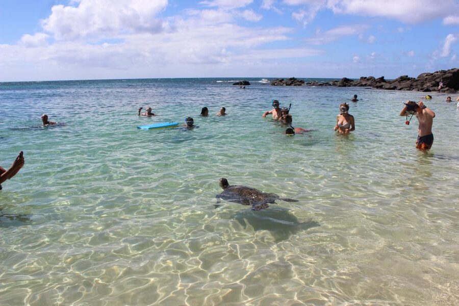 Circle Island: Swim with Turtles and Explore Paradise Oahu - North Shore views, Haleiwa, and Dole Plantation